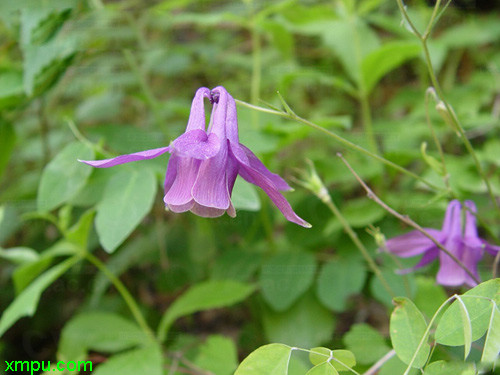 耧斗菜