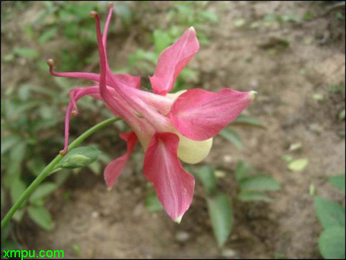 耧斗菜