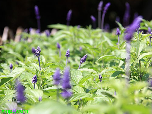 藍花鼠尾草圖片及藍花鼠尾草種類