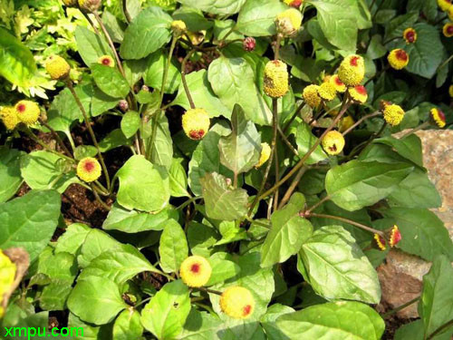 桂圆菊