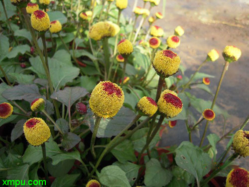 桂圆菊