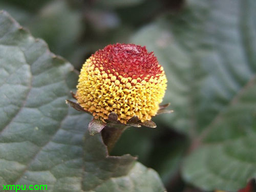 桂圆菊