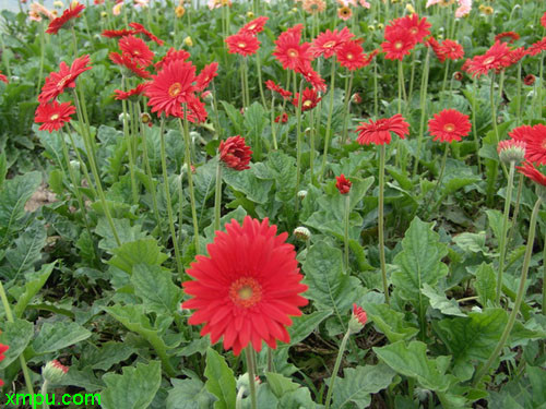 非洲菊