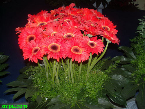 非洲菊