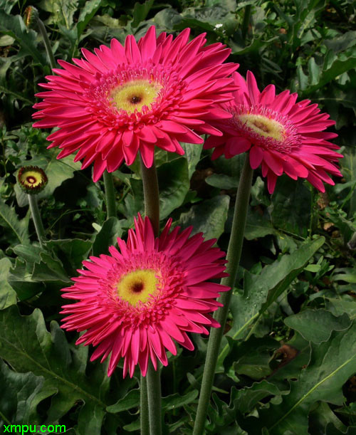 非洲菊