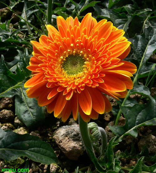 非洲菊