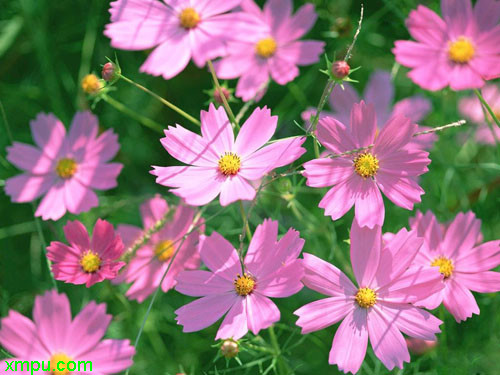 波斯菊