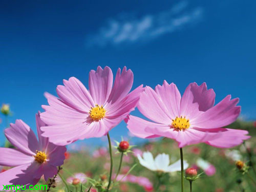波斯菊