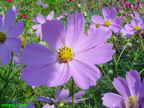 波斯菊