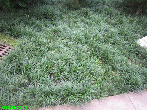 麦冬草