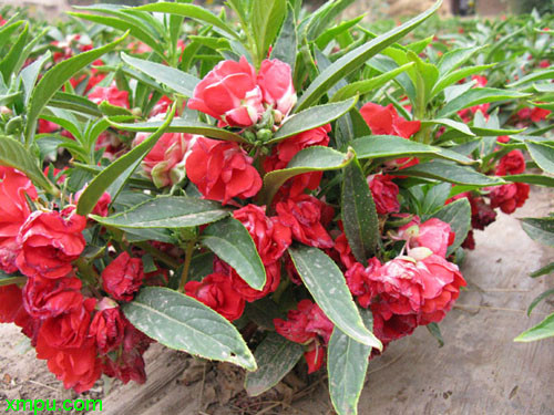 茶花凤仙图片_茶花凤仙种植_茶花凤仙种类-动植物