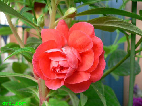 茶花凤仙图片_茶花凤仙种植_茶花凤仙种类-动植物