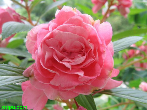 茶花凤仙