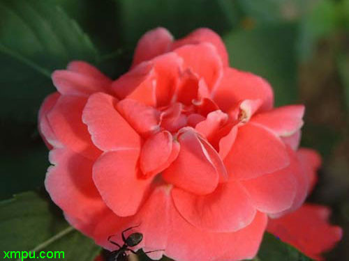 茶花凤仙