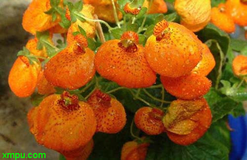 蒲包花