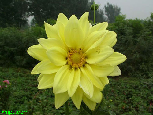 小丽花