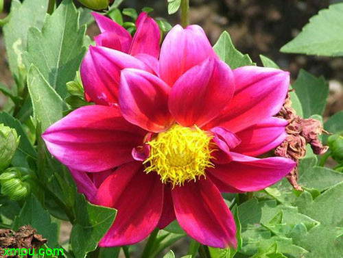 小丽花