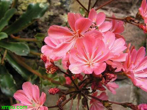 露薇花