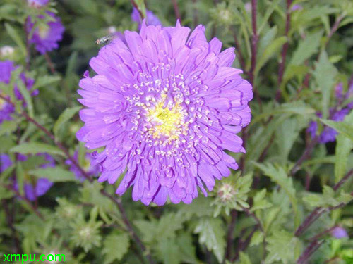 翠菊
