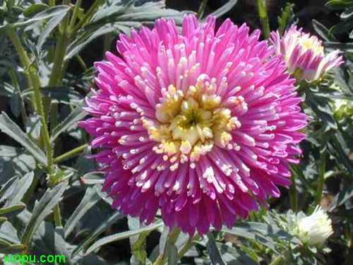 翠菊