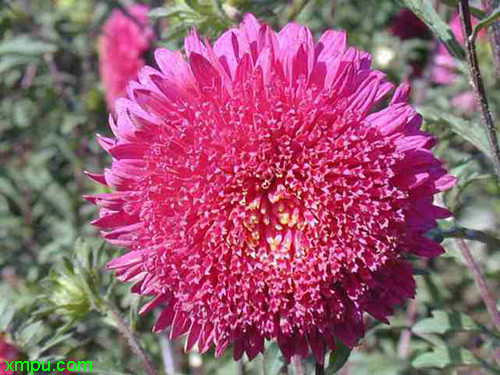 翠菊
