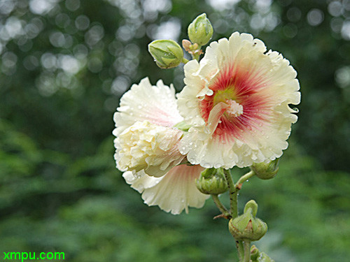 hollyhock别名: 一丈红,熟季花,戎葵,吴葵,卫足葵,胡葵科属:锦葵科