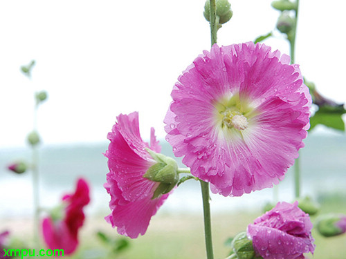 蜀葵