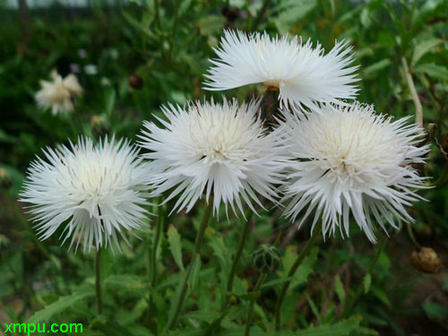香矢车菊
