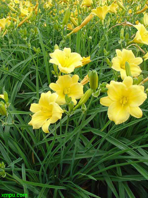 2500花语:遗忘的爱萱草产地分布 世界:自欧洲南部经亚洲北部直至日本