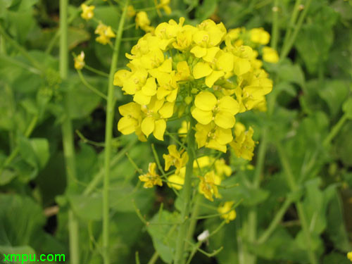 油菜花