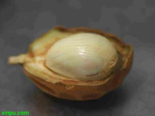 豆蔻