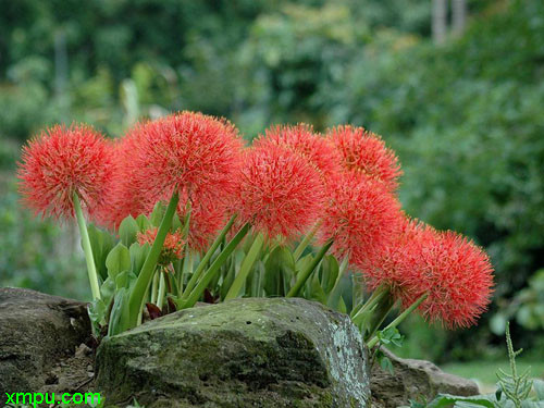 网球花