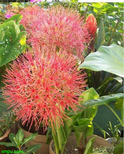 网球花