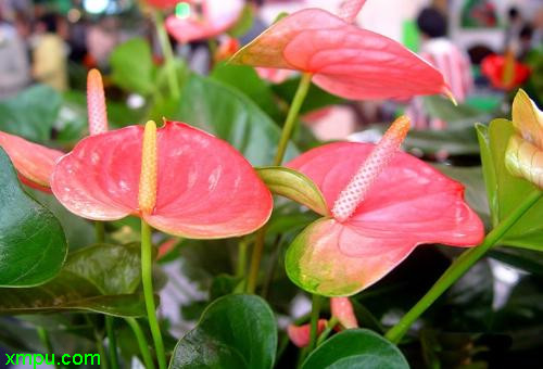 花卉名稱:紅掌別名:花燭, 安祖花,火鶴花,紅鵝掌,鵝掌紅學名