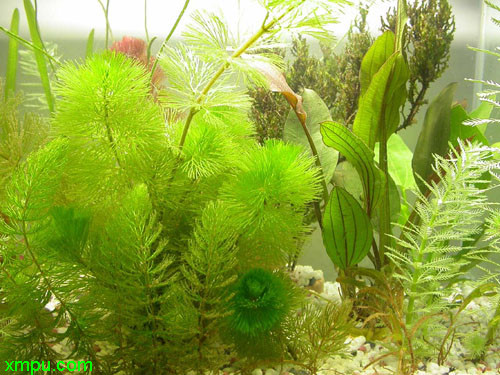 水盾草 
