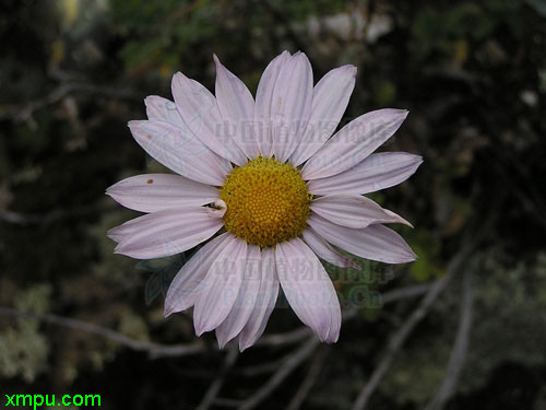 岩匹菊