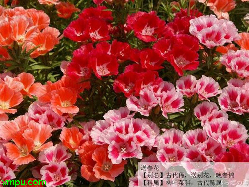 送春花