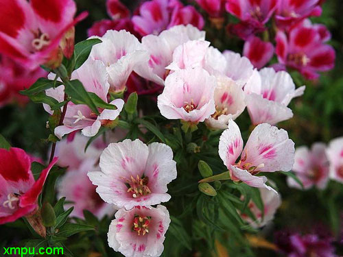 送春花