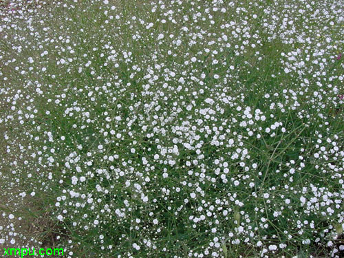 花卉名称:满天星别名 :丝石竹,霞草 ,锥花丝石竹学名:gypsophila