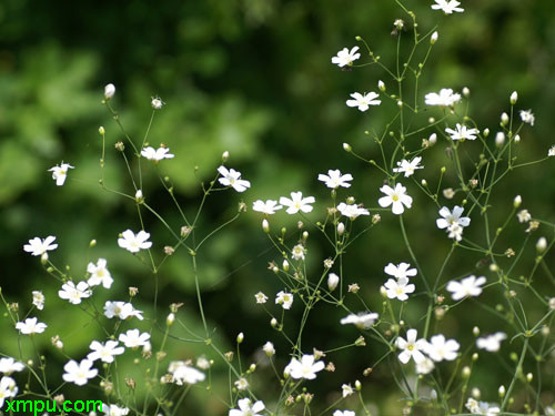 花卉名称:满天星别名 :丝石竹,霞草 ,锥花丝石竹学名:gypsophila