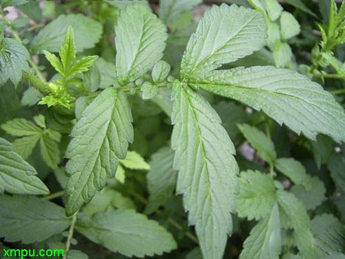 植物名稱:龍芽草別名:鶴草芽,龍牙草,施州龍牙草,瓜香草,黃龍尾,鐵