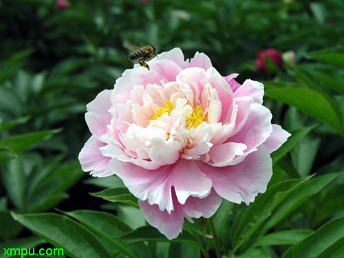芍药