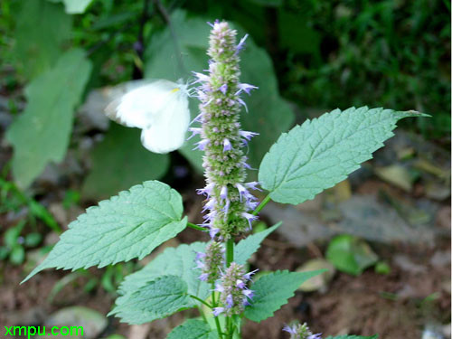 藿香圖片_藿香種植_藿香種類-動植物