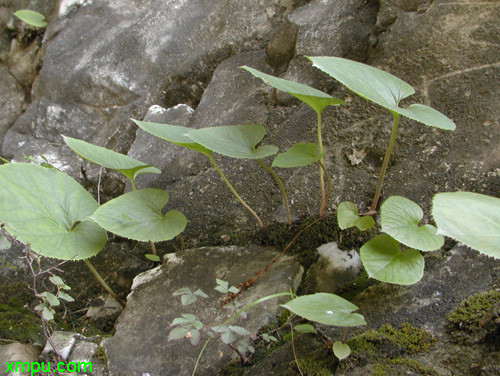 独根草
