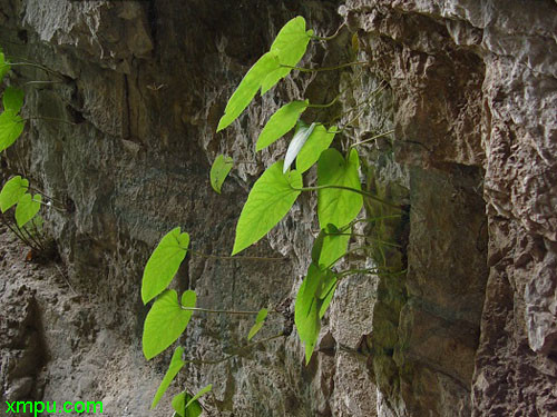 独根草