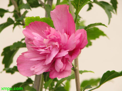 木菊花