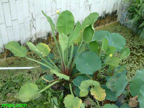 黄花蔺