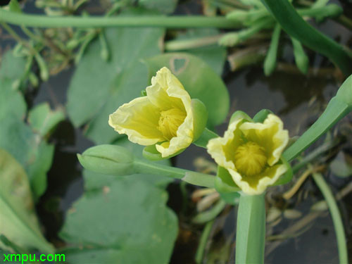 黄花蔺
