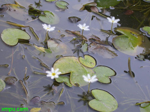 莕菜