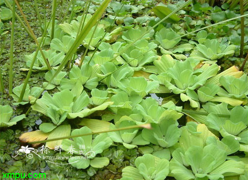 水浮莲,番萍(潮安,揭阳,澄海),浮萍(潮安,潮州,揭阳),水浮萍,番浮技